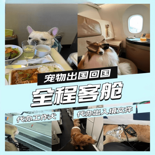 通辽市宠物托运到白俄罗斯宠物入境规定和要求